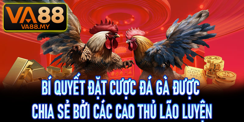 Bí quyết đặt cược đá gà được chia sẻ bởi các cao thủ lão luyện